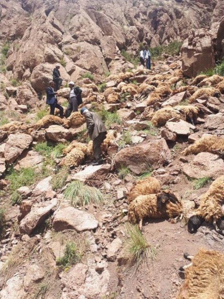 Van’da Toplu Koyun İntiharı G4