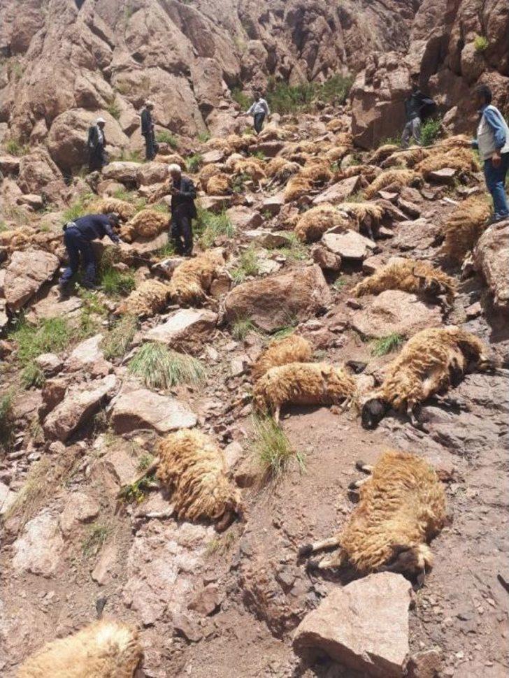 Van’da Toplu Koyun İntiharı G5