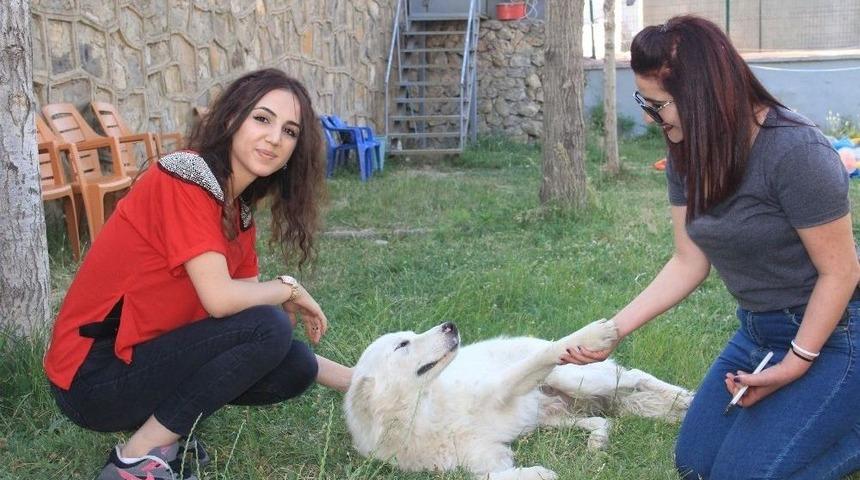 Hakkarili Sanatçıların Köpek Sevgisi