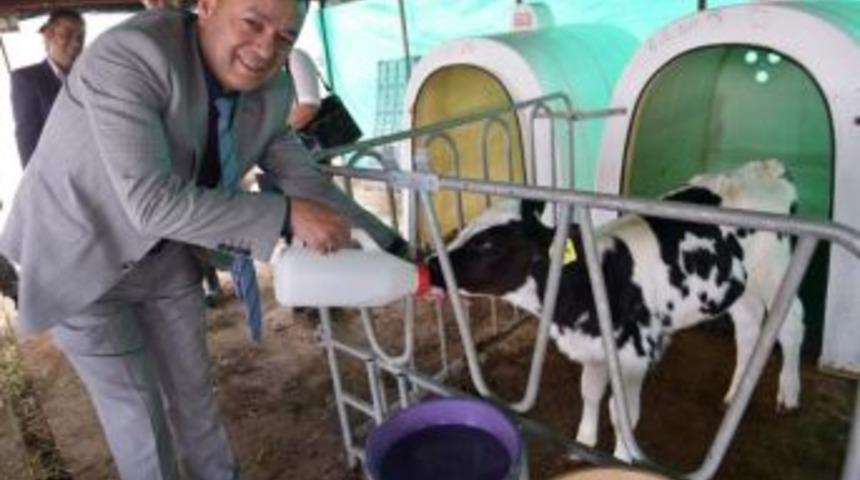 Buzağı Takip Sistemi Hayata Ge&ccedil;ti