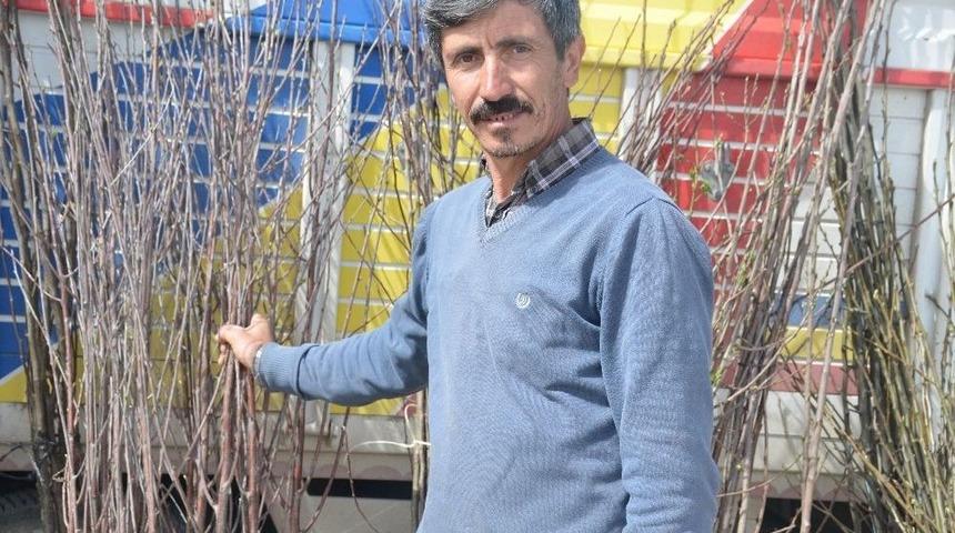 En &Ccedil;ok Satılan Fidan Ceviz