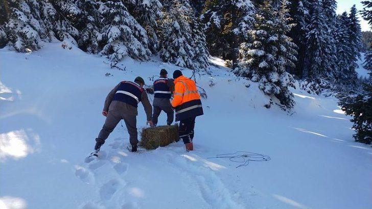 Yaban Hayvanları İçin Doğaya Yem Bıraktılar G1