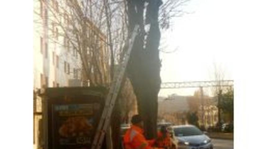 Bilecik Belediyesi Ağa&ccedil; Budama &Ccedil;alışması Başlattı