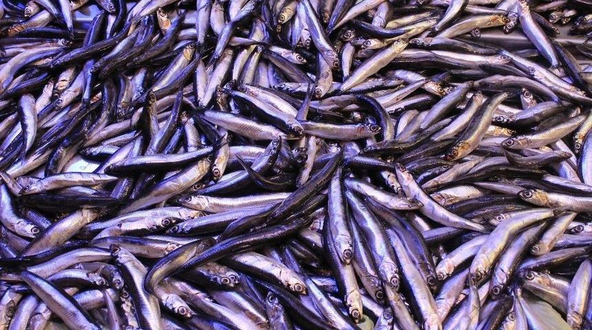 Hamsi Fiyatları Tavuk Fiyatlarını Solladı