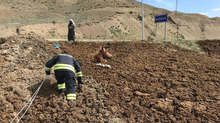 Hayvan Gübresine Batan At İtfaiye Ekiplerince Kurtarıldı