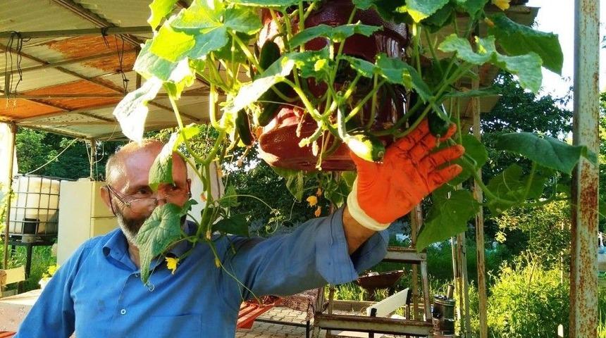 Askıdaki Damacanada Yetişen Salatalıklar İlgi G&ouml;r&uuml;yor