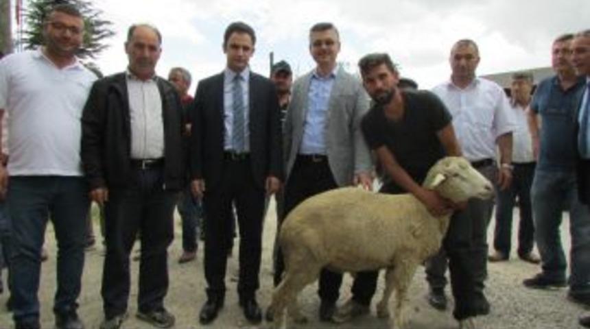 Yetiştiricilere Damızlık Ko&ccedil; Dağıtımı