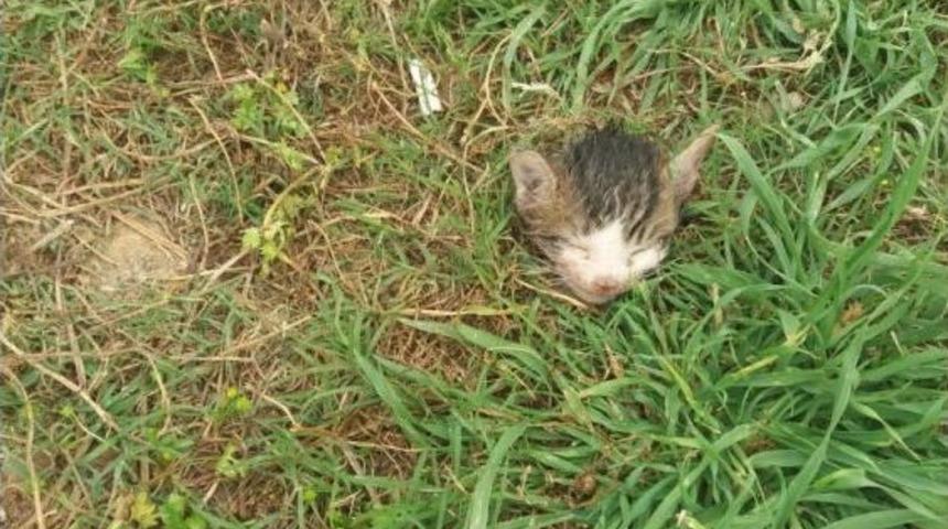 Alanya&rsquo;da Kedi Vahşeti