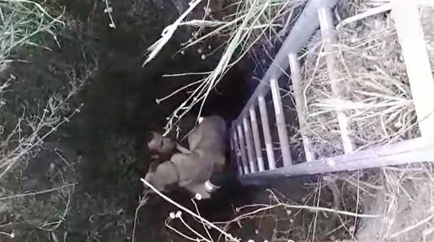 Kör Kuyuda Köpek Kurtarma Operasyonu
