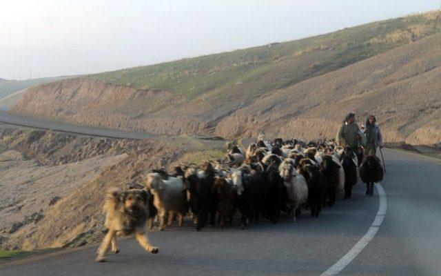 Cumhurbaşkanı Erdoğan’ın Müjdesi Hayvancıları Sevindirdi