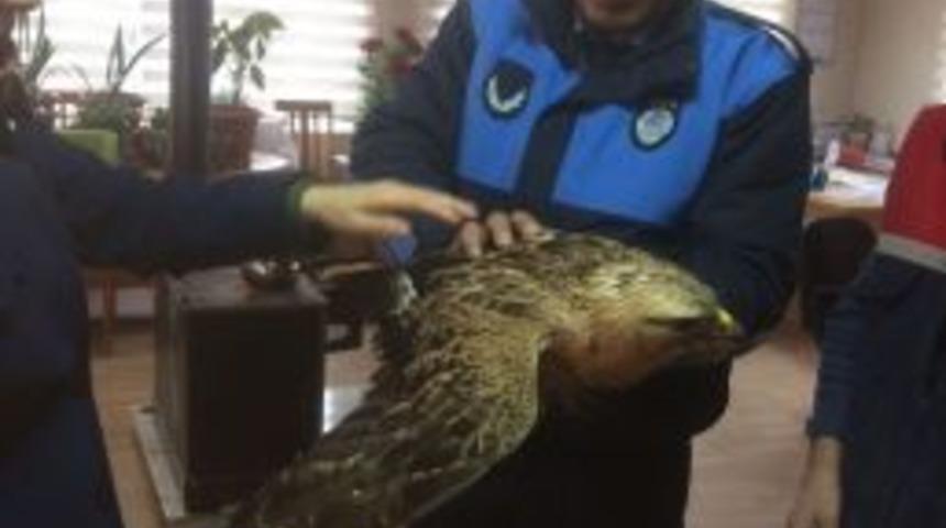 Yaralı Şahin Tedavi Altına Alındı