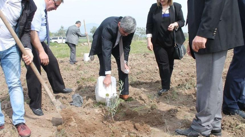Manisa&rsquo;da Fidanlar Yeşeriyor