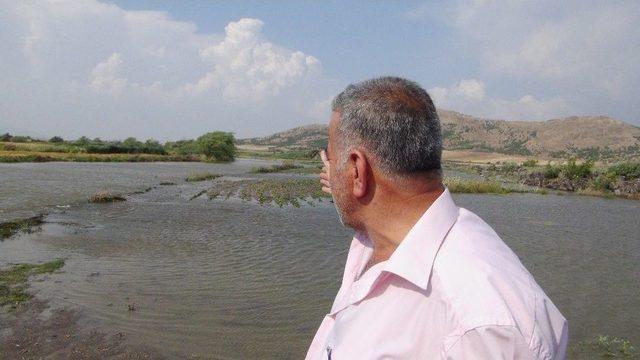 Taşan Nehir Tarım Arazilerini Sular Altında Bıraktı