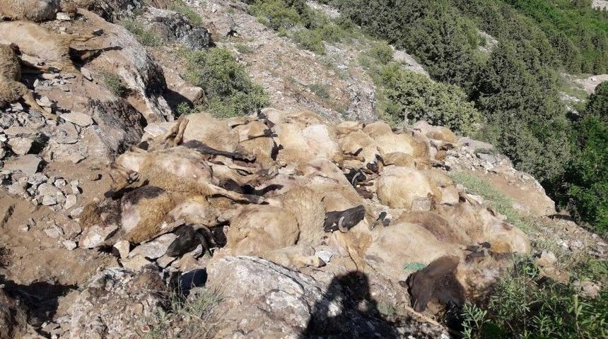 U&ccedil;urumdan Atlayan 300 Koyundan 200&rsquo;&uuml; Telef Oldu