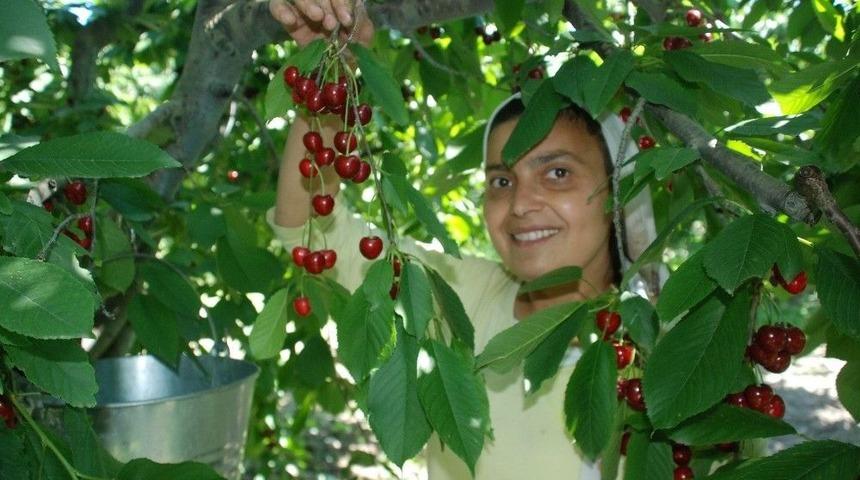 Kiraz Bah&ccedil;ede 1, Tezgahta 15 Lira