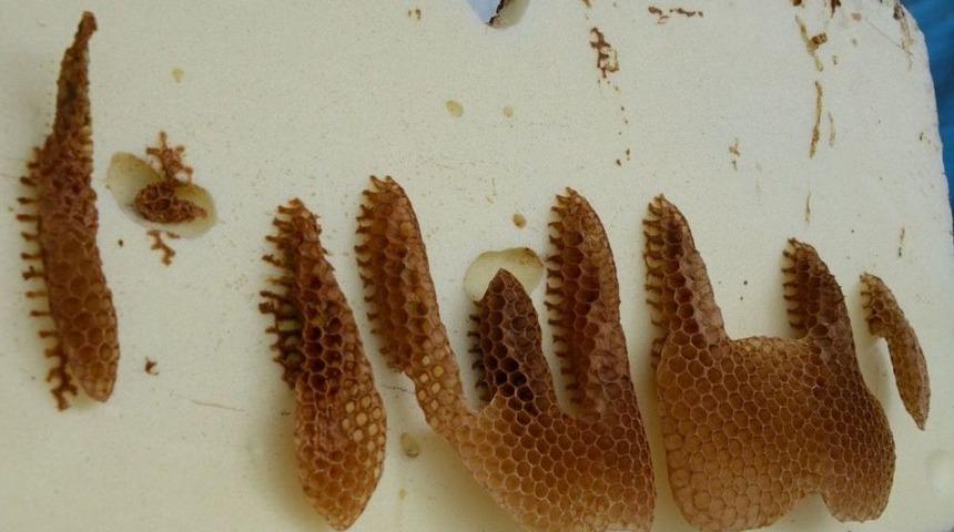 Arıların Yazdığı &rsquo;allah&rsquo; Lafzı Şaşırtıyor