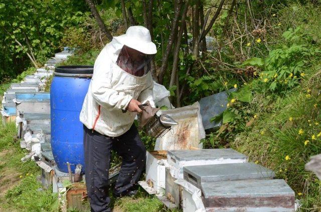 Arıların Yazdığı &rsquo;allah&rsquo; Lafzı Şaşırtıyor 2