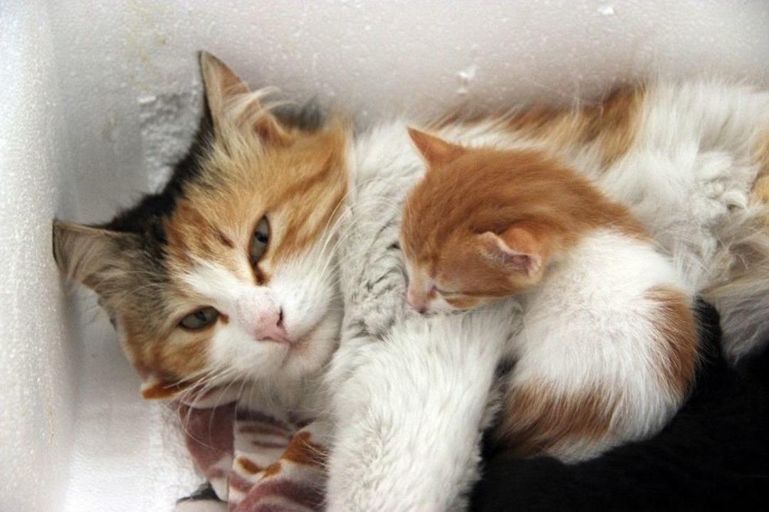 Sokakta Bulduğu Kediye İlanla &rsquo;s&uuml;t Anne&rsquo; Buldu