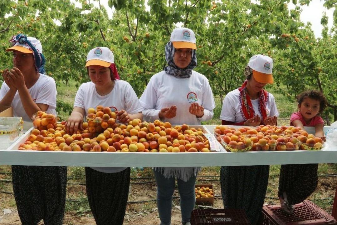 Mersin&rsquo;in Mut İl&ccedil;esi 70 Bin Ton Kayısı İhracatı Hedefliyor