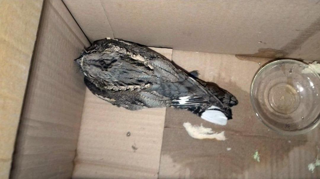 Ebabil Kuşu Ağrı&rsquo;da Mağazaya Girdi