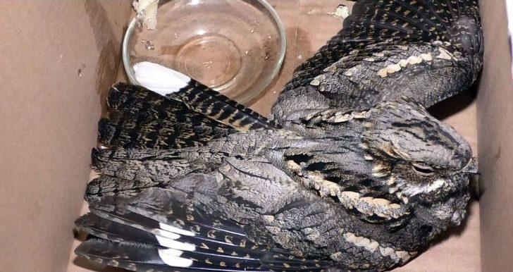 Ebabil Kuşu Ağrı’da Mağazaya Girdi G1