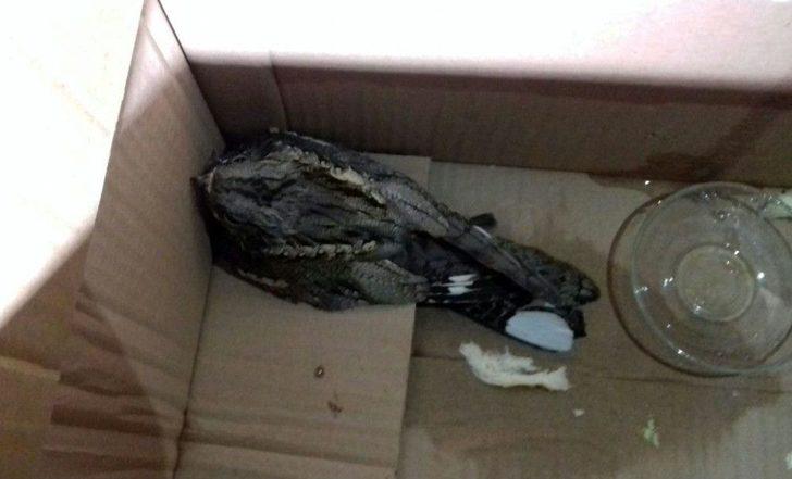 Ebabil Kuşu Ağrı’da Mağazaya Girdi G3