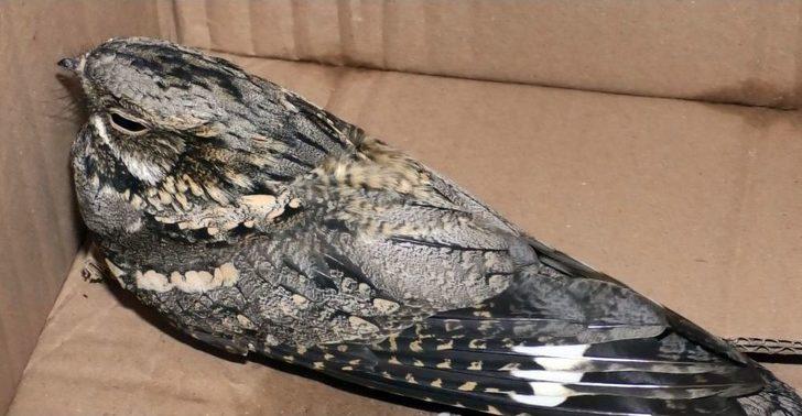 Ebabil Kuşu Ağrı’da Mağazaya Girdi G5