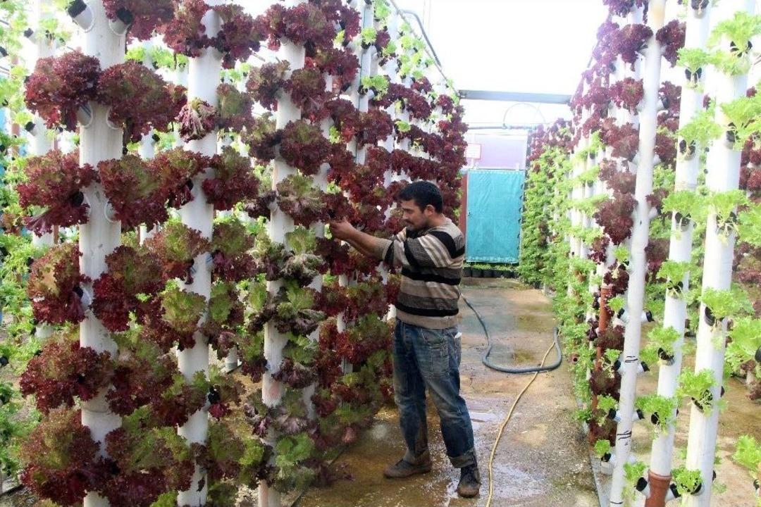 Dikey Topraksız Tarım İle 9 D&ouml;nem &Uuml;r&uuml;n Alıyor