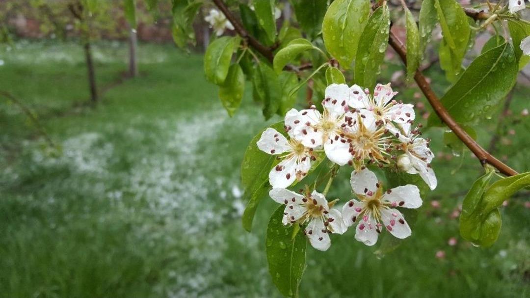 Bitlis Nisan Ayında Beyaza B&uuml;r&uuml;nd&uuml;