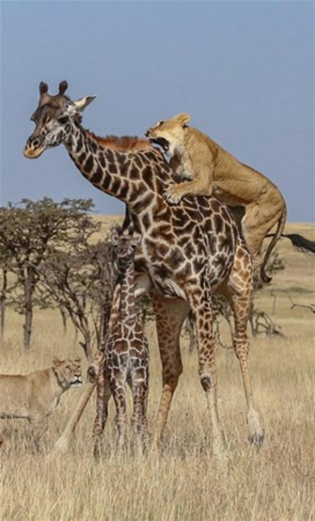  Yavrusunu korumak isterken... 