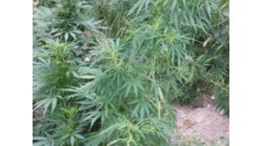 Bah&ccedil;esinde Kenevir Yetiştiren Şahıs Tutuklandı