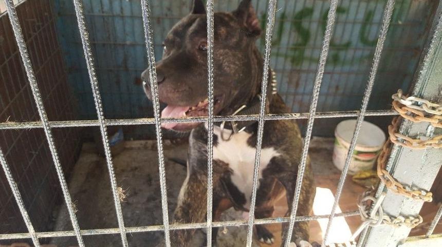 &Ccedil;orum&rsquo;da K&ouml;peğe Cinsel İstismara Bin 638 Tl Para Cezası