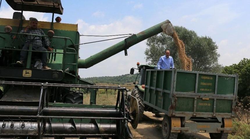 Adana&rsquo;da Nohut Ekim Alanları Arttı