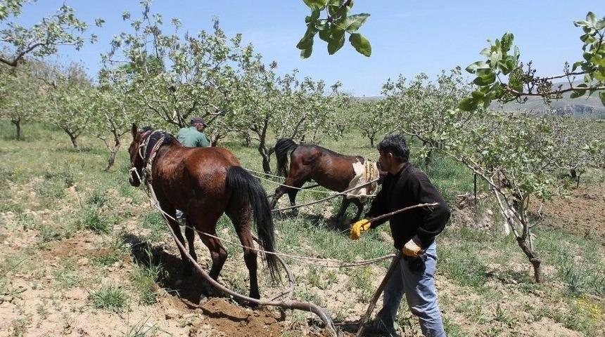 Siirtli &Ccedil;ift&ccedil;iler Eski Geleneğe D&ouml;nd&uuml;