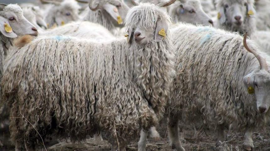 Tiftik, Tarihinde En Y&uuml;ksek Fiyatı G&ouml;rd&uuml;