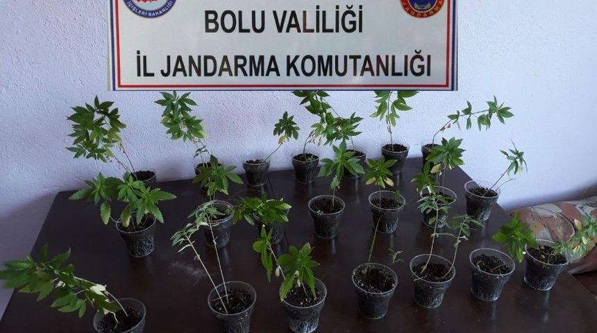 Bolu’da Hint Keneviri Ve Sahte İçki Operasyonu