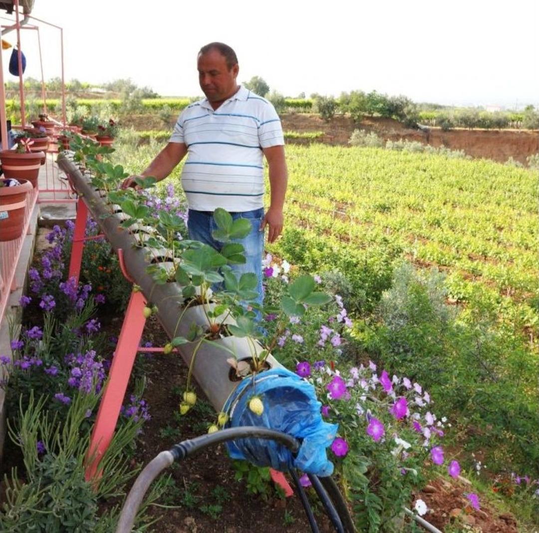 Su Borularının İ&ccedil;inde &Ccedil;ilek Yetiştirdi