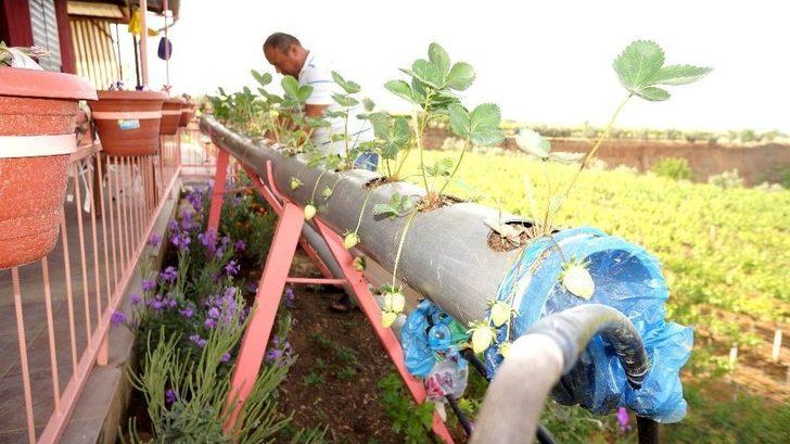 Su Borularının İçinde Çilek Yetiştirdi G1