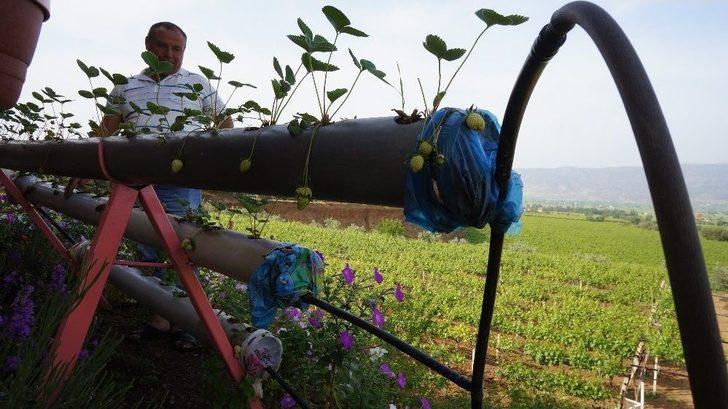 Su Borularının İçinde Çilek Yetiştirdi G5