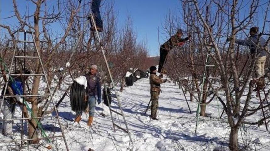 Isparta’da Altındaki Elma Ağaçları Budanıyor
