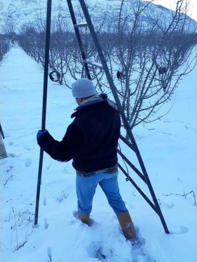 Isparta’da Altındaki Elma Ağaçları Budanıyor