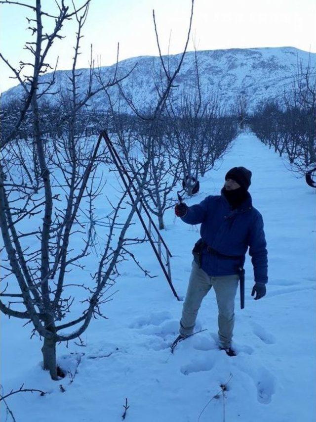 Isparta’da Altındaki Elma Ağaçları Budanıyor