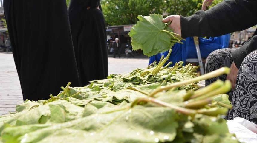 Asma Yaprağına İlgi Başladı