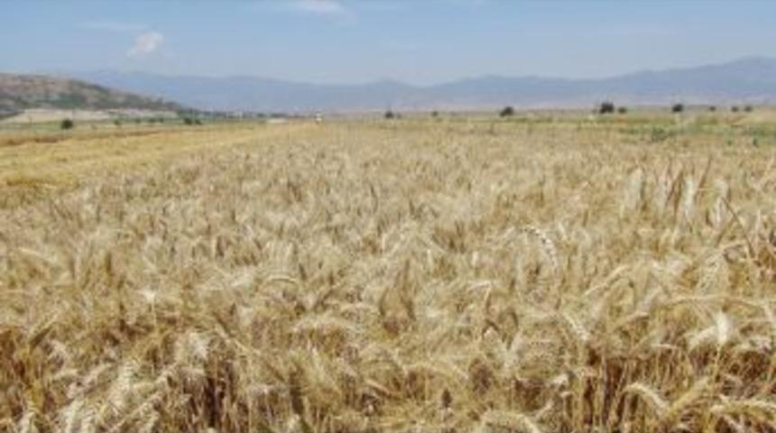 Toprak Mahsulleri Ofisi&rsquo;nde &Uuml;r&uuml;n Alımına Devam Ediyor