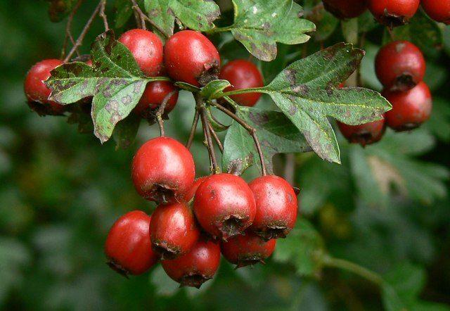 Hawthorn_berries_Postern_Hill_Savernake_Forest_-_geograph.org_.uk_-_325144