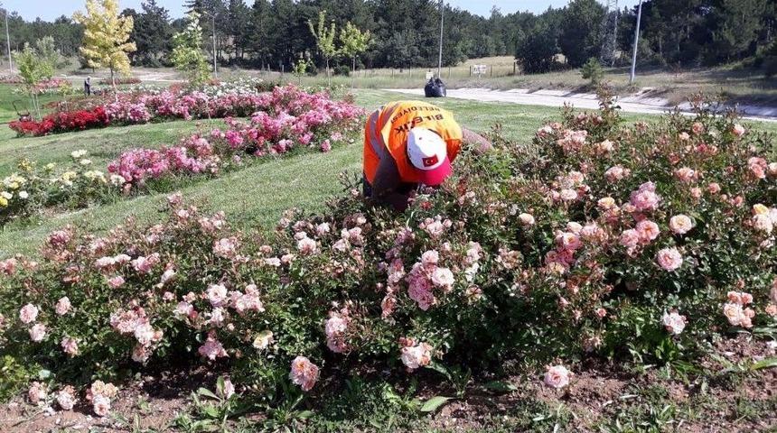 G&ouml;lpark G&uuml;l Bah&ccedil;esine D&ouml;nd&uuml;