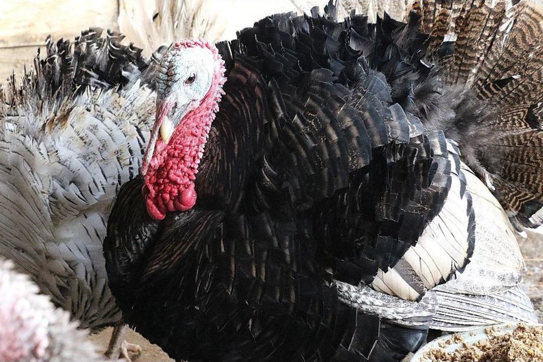 Organik Hindiye Yılbaşı Rağbeti