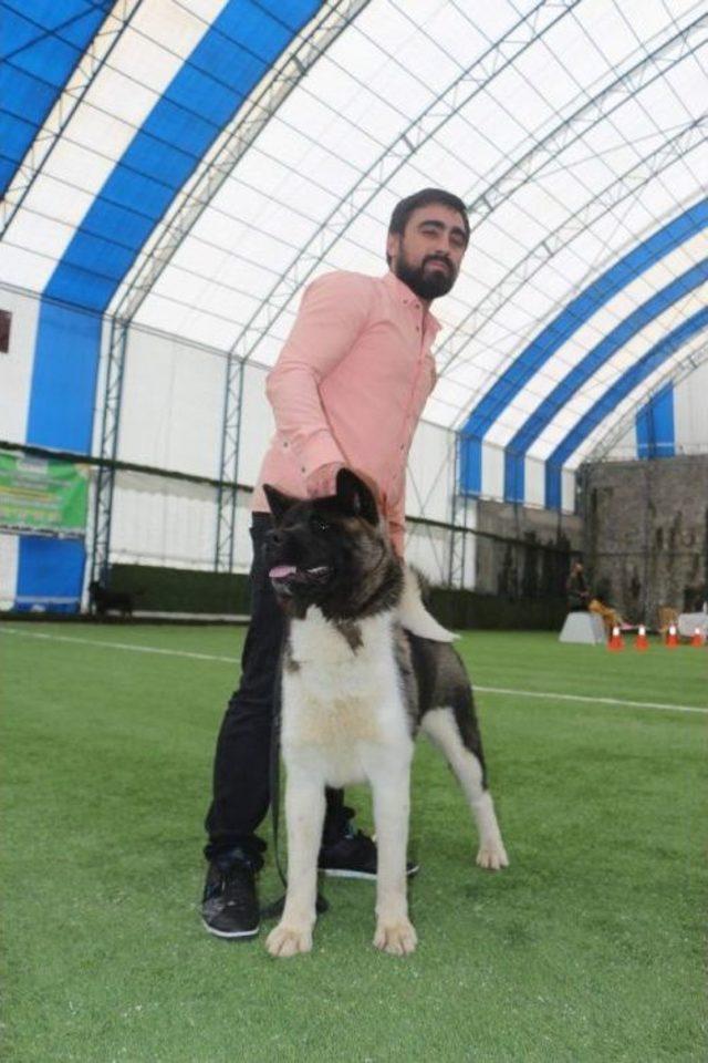 Trabzon’da Uluslararası Köpek Irkları Yarışması