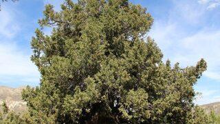 9 Asırlık Ardıç Ağacı Zamana Meydan Okuyor