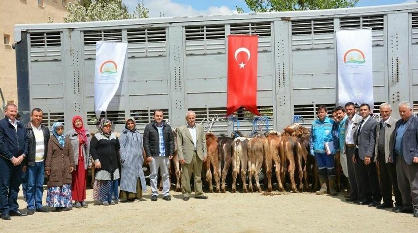 Hisarcık&rsquo;ta Gen&ccedil; &Ccedil;ift&ccedil;ilere D&uuml;ve Dağıtımı